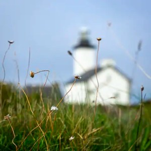 Wildflowers in focus with a soft, distant lighthouse on the Brittany coast, reflecting the untamed beauty and coastal charm of north-western France.